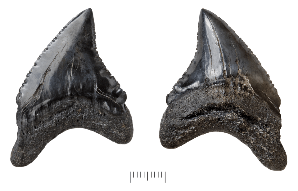 Front and back of a macropredatory thresher shark tooth.
