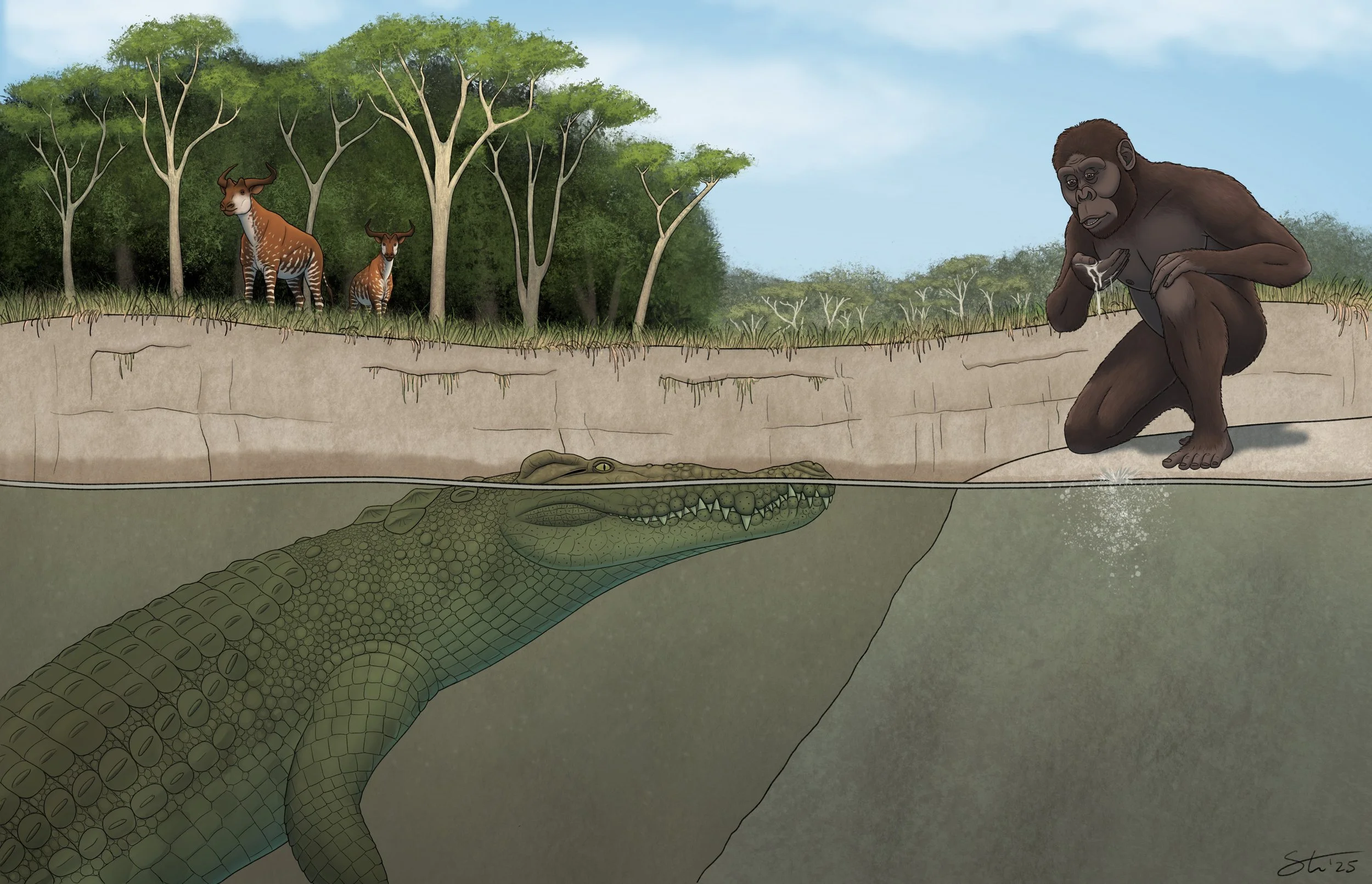 Art of an early human, A. afarensis, knelling to scoop water from a lake. Nearby a C. lucivenator lurks, early giraffes in the forest beyond.