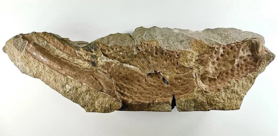 The fossil pincer of a giant scorpion in rock.