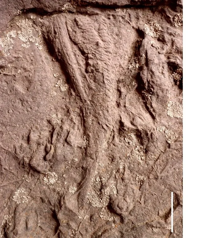 Fossil impression of a creature's tail. Up near the top there is a V-shaped notch made by the cloaca.