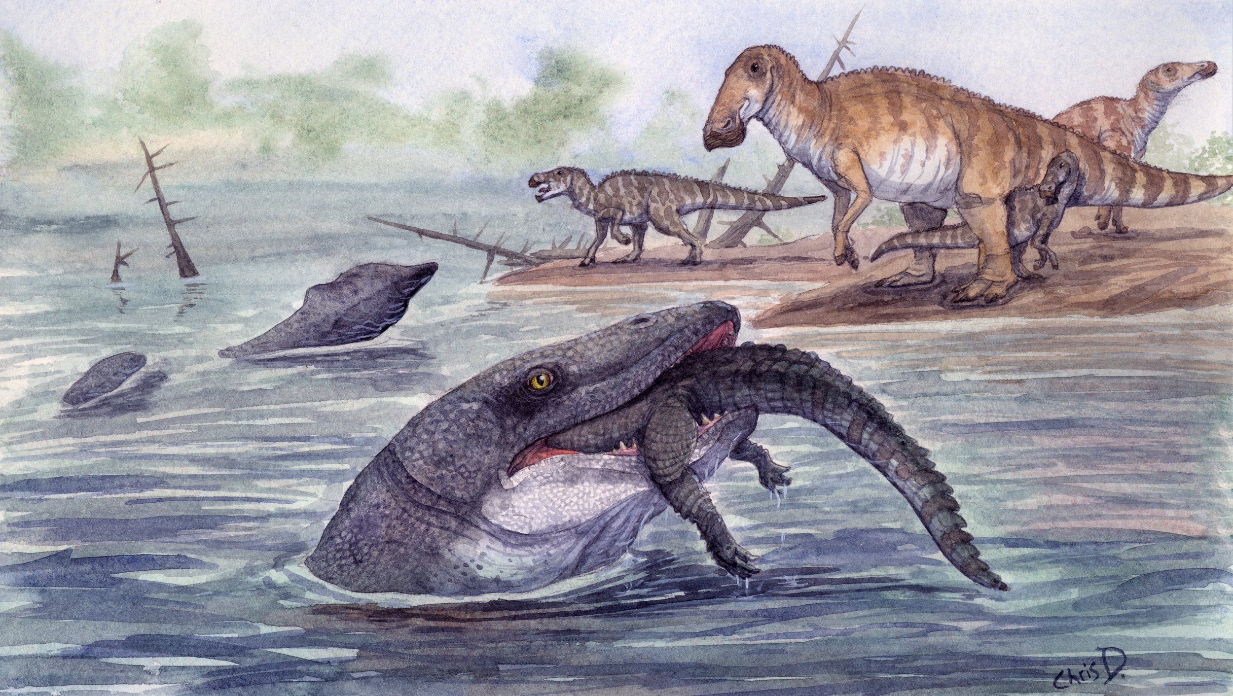Art showing a large mosasaur, a lizard, feeding on a smaller crocodile in an ancient river. A group of the shovel-beaked dinosaur Edmontosaurus look on from shore.