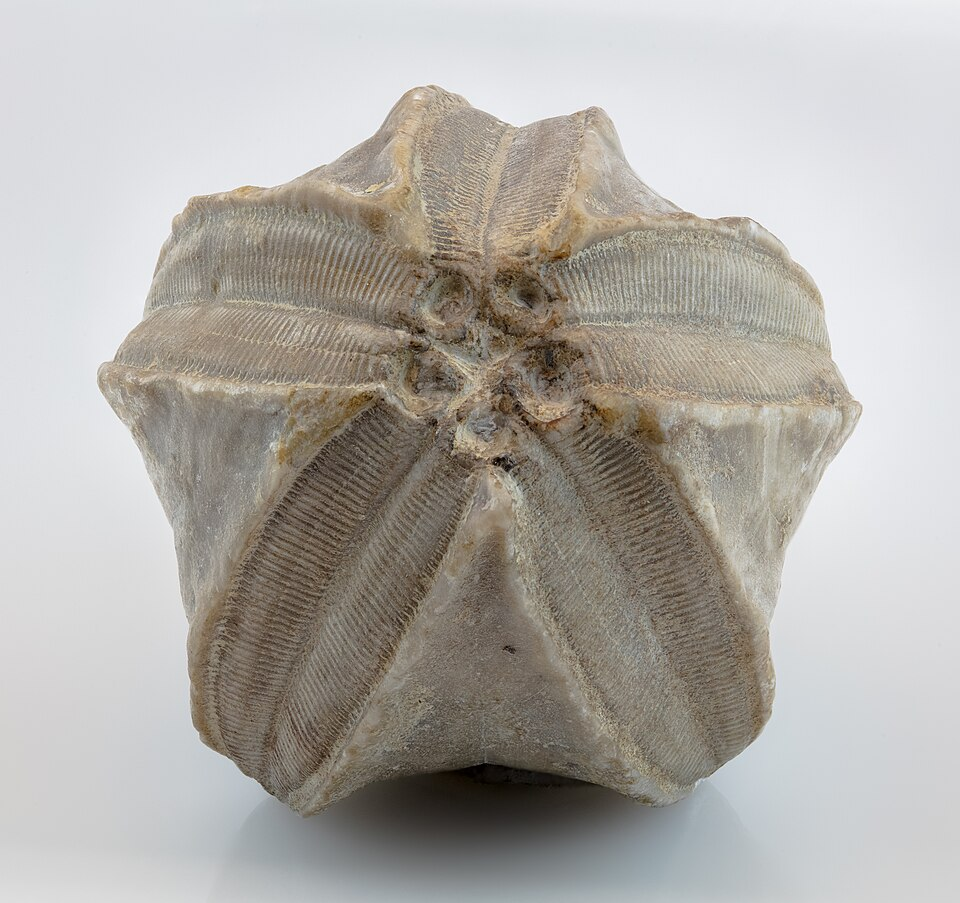 Top view of a fossil blastoid, like a sea urchin without spines or a sand dollar pinched into a bulb.