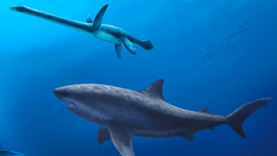 Paleoart of a large shark, like a great white, next to a long-necked plesiosaur with some fish in the background.