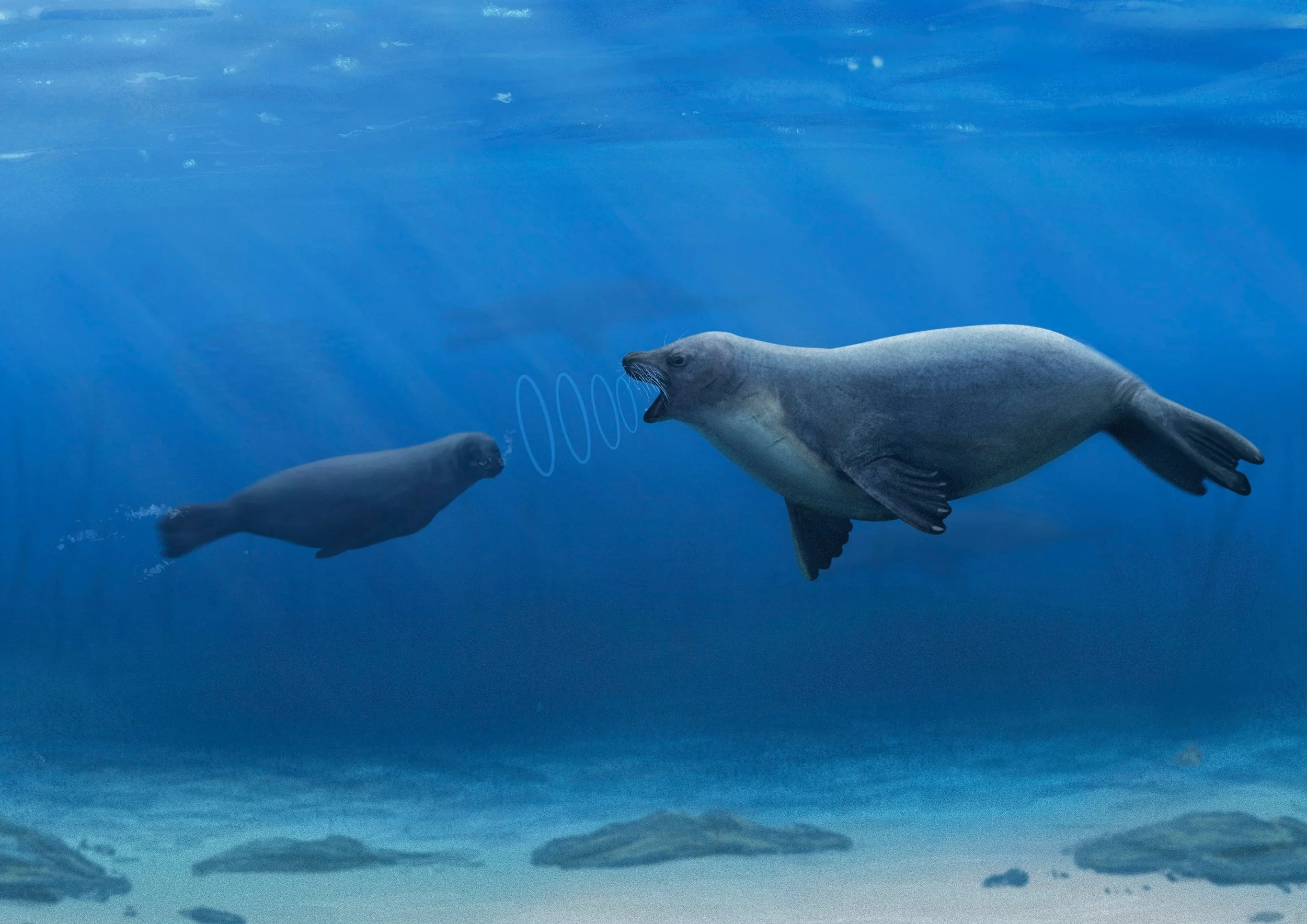 An artistic rending of two prehistoric seals underwater, one calling to another with sound rings to show the sound in the water.