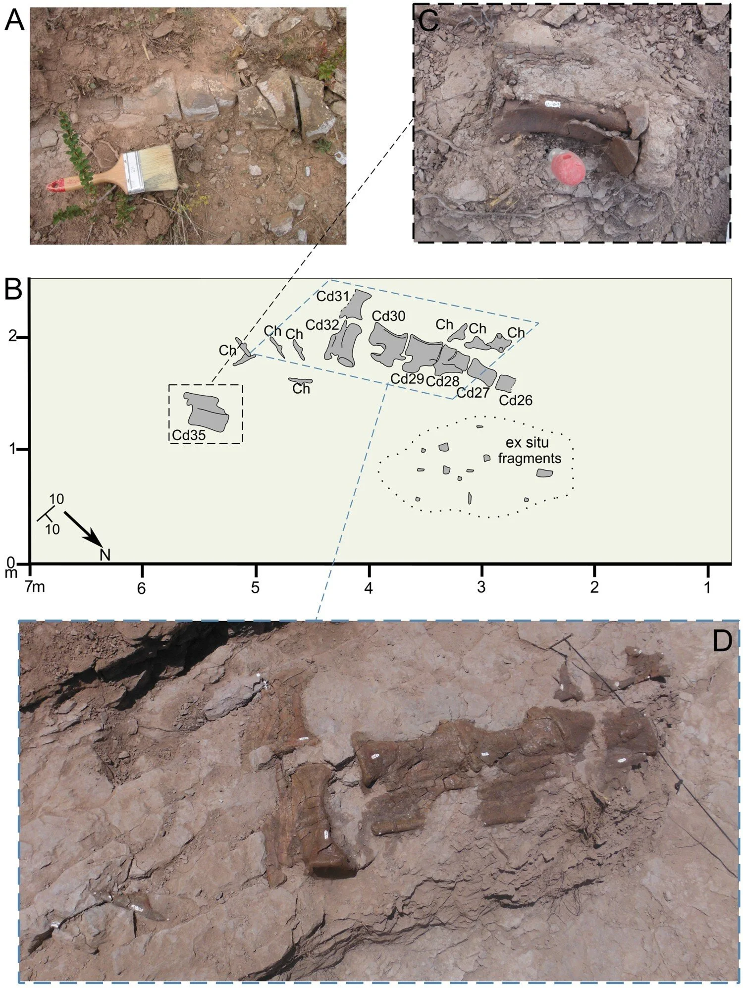 Images of the Diplodocus fossils found in Spain, diagrammed and in the rock.