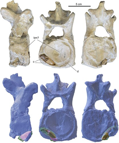 Three views of a Polycotylus vertebra showing a curved Xiphactinus tooth inside.