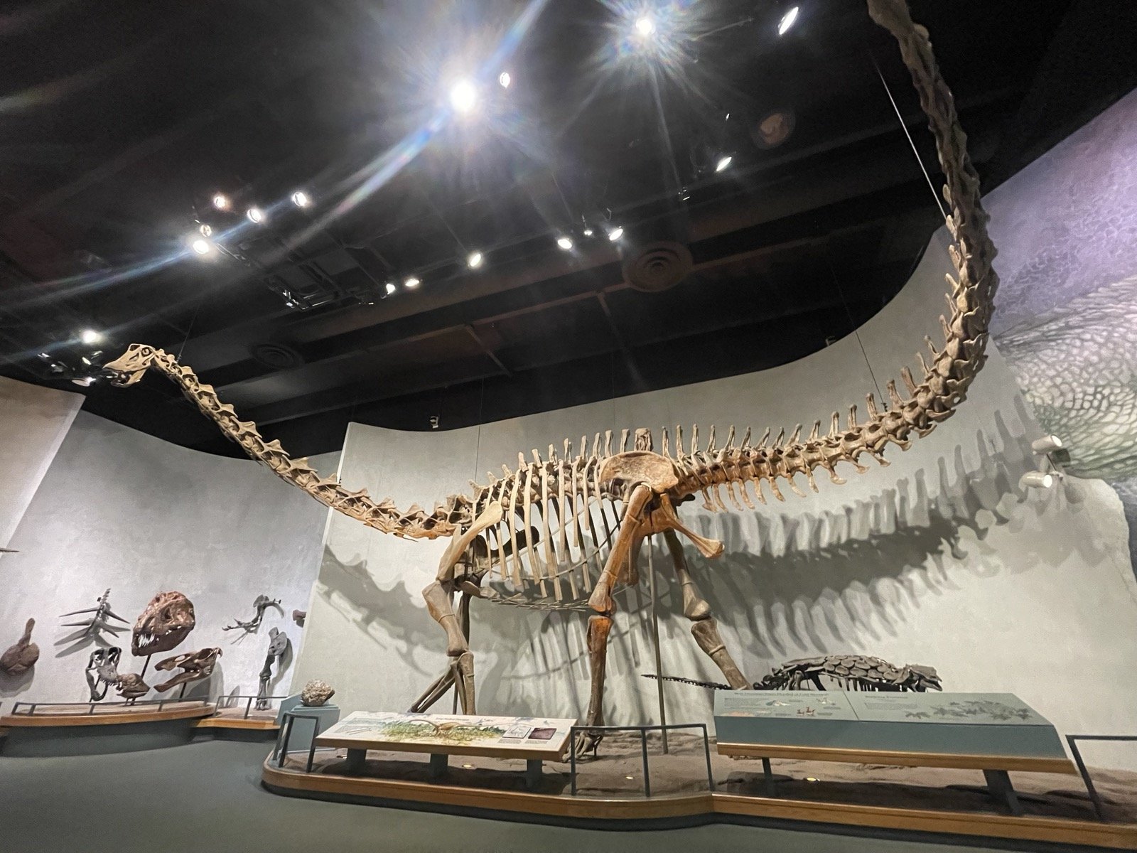 A skeleton of the long-necked dinosaur Diplodocus at the Denver Museum of Nature and Science.