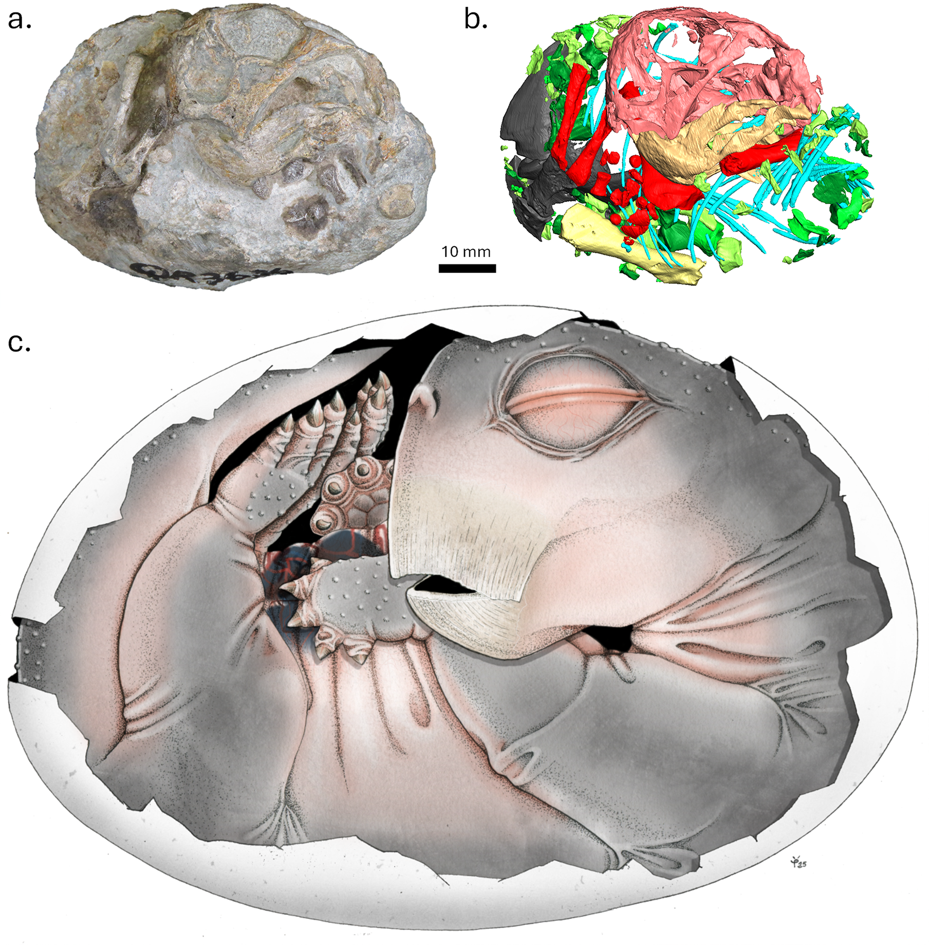 Three part image showing the fossil of a baby Lystrosaurus, a CT scan of that fossil, and art of the embryo in a leathery shell. It looks like a naked turtle pig.