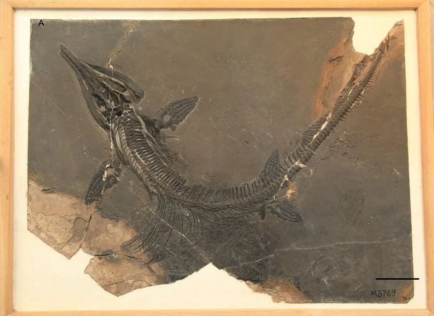 A photo of a Mixosaurus skeleton, a fish-like lizard