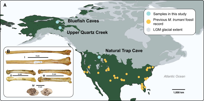 A map of locations where Miracinonyx fossils have been found in North America, with an inset of fossils used in the study.