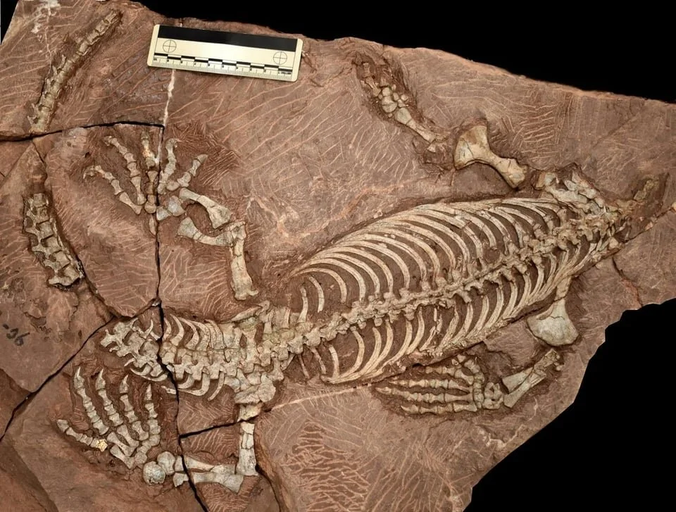 Skeleton of a lizard-like protomammal in light red/brown stone.