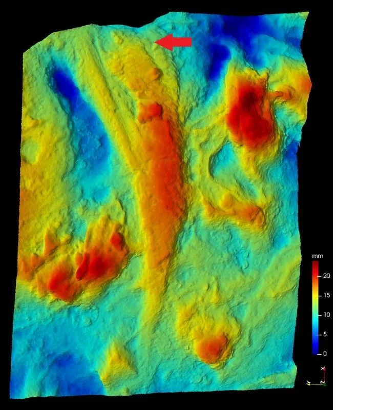 Heat map of the cloaca fossil, showing the vent more clearly.