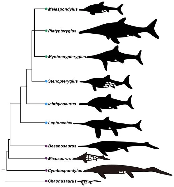Outlines of various ichthyosaur species with white dots indicating how many babies they carried inside.