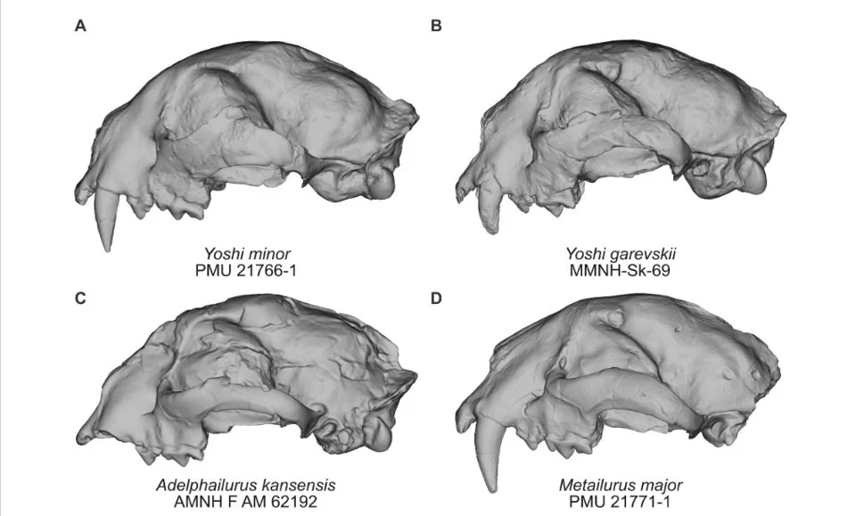 Left side views of several fossil sabercat skulls.