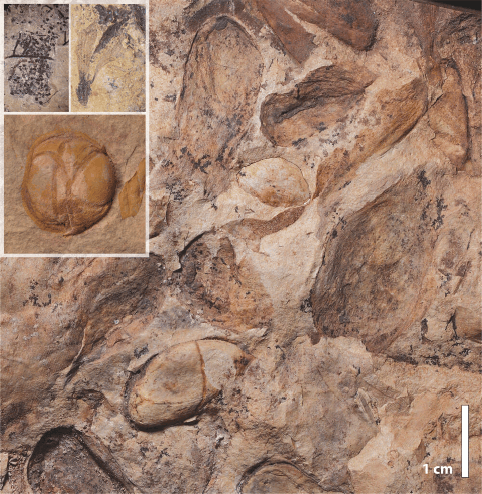 Image of fossil seeds found at the new Mexico fossil site. Some are small like poppy seeds, others are large like beans.