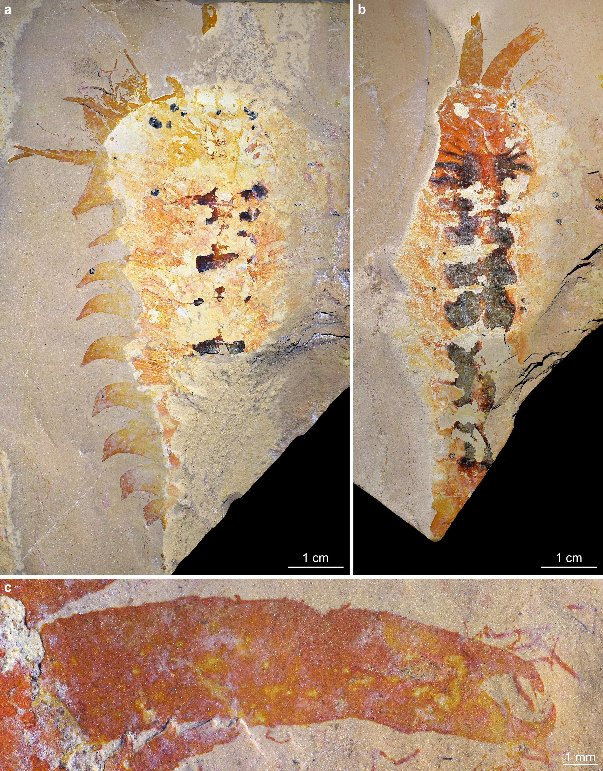 Multiple views of Megachelicerax, the bottom showing al arge orange claw.