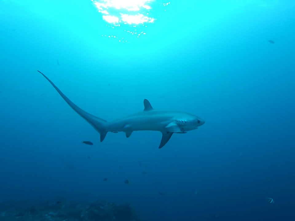 Image of a thresher shark in deep blue water.