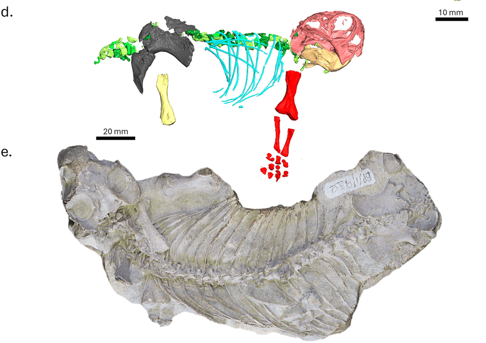 Image showing a reconstructed skeleton of a Lystrosaurus embryo, and a fossil of another laid out in the rock.