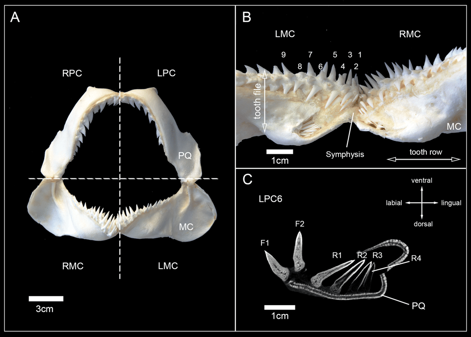Jaws seen from the front, lower back, and internal side of a modern snaggletooth shark H. elongata