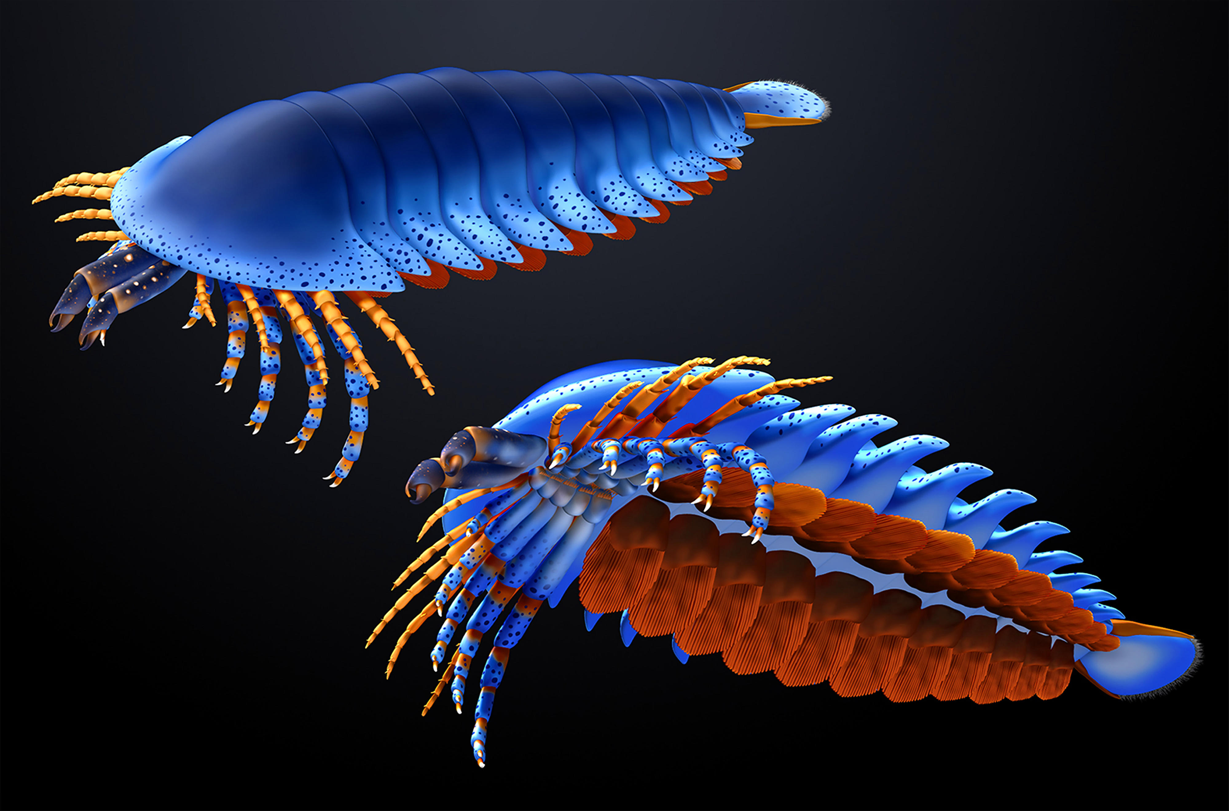Art of the ancient chelicerate Megachelicerax, looking like a blue trilobite with jointed appendages and two large claws at front.