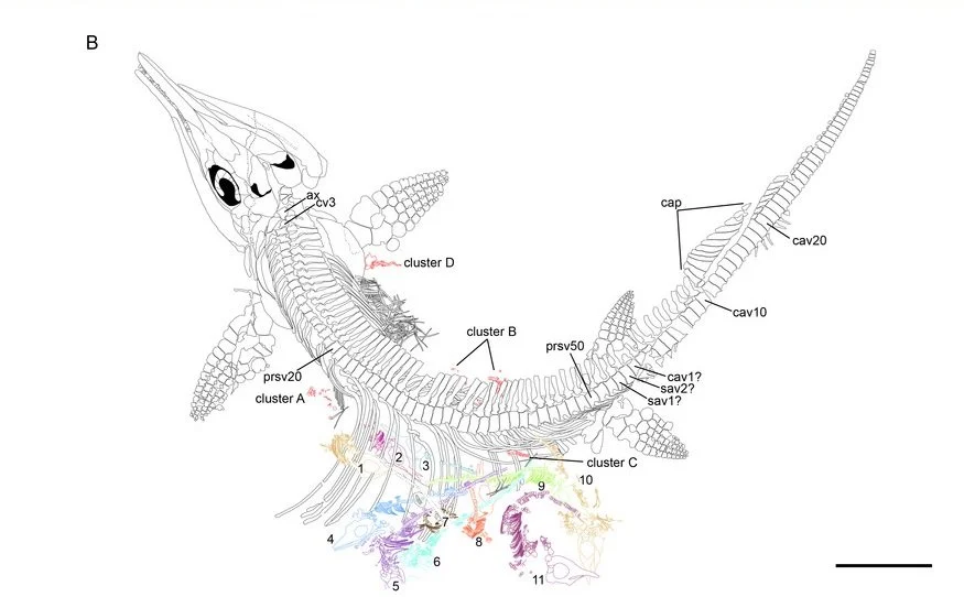 A line drawing showing the adult Mixosaurus skeleton and line drawings of the fetus bones.