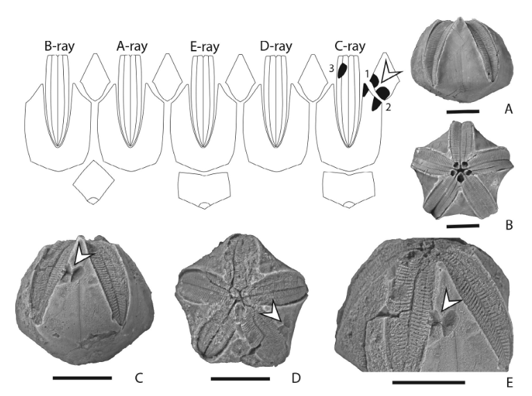 Scientific diagram showing a button-like fossil echinoderm from several angles, highlighting three oval bite marks on the outside.