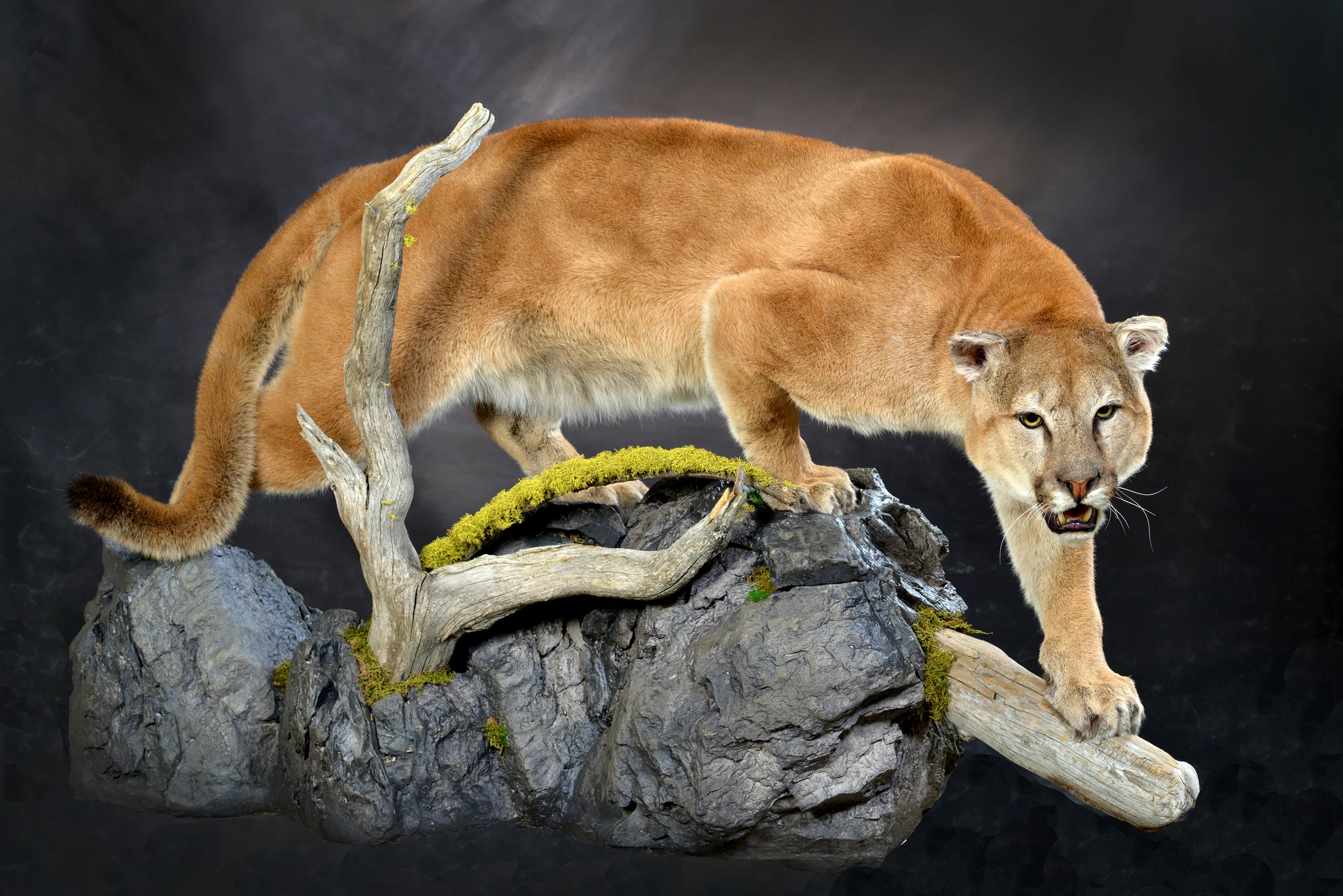 Sugar Creek Taxidermy.jpg