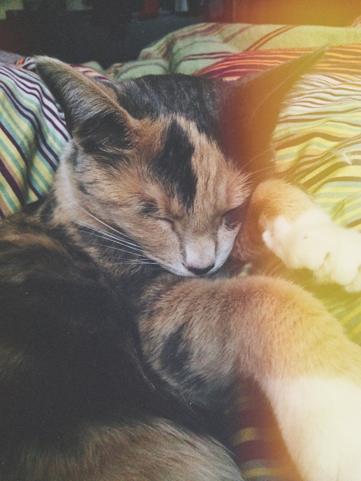 Seriously, just LOOK AT THAT KIKI SLEEPING! ♥♥