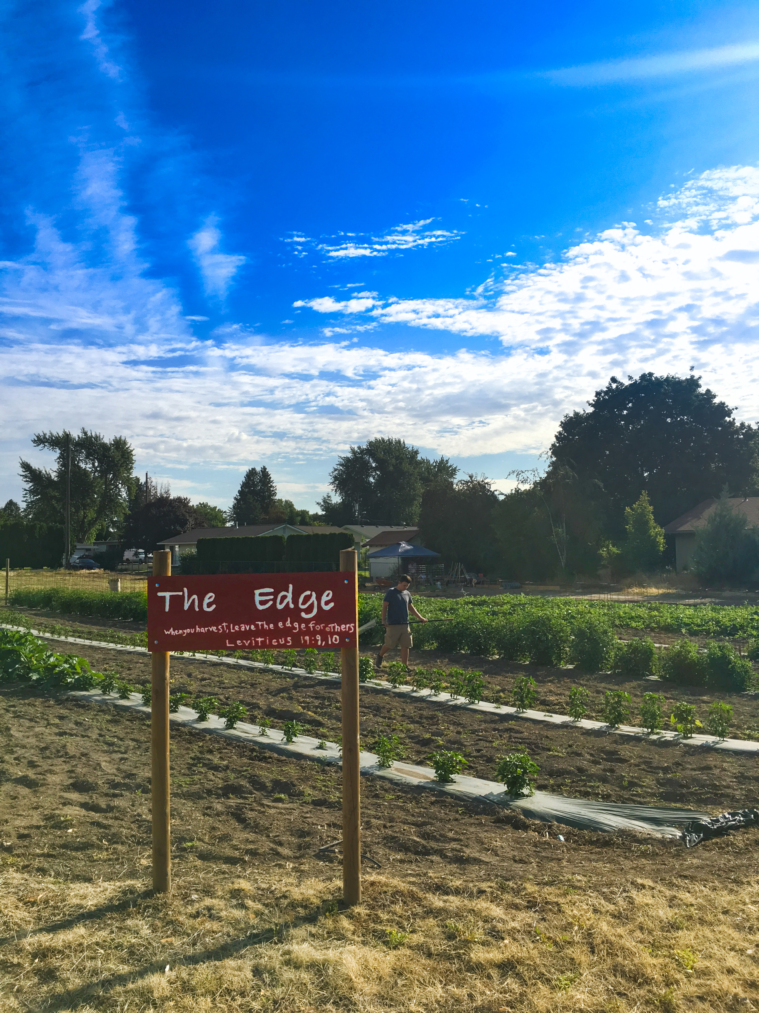 "The Edge" community garden. Picture by Kris Loewen
