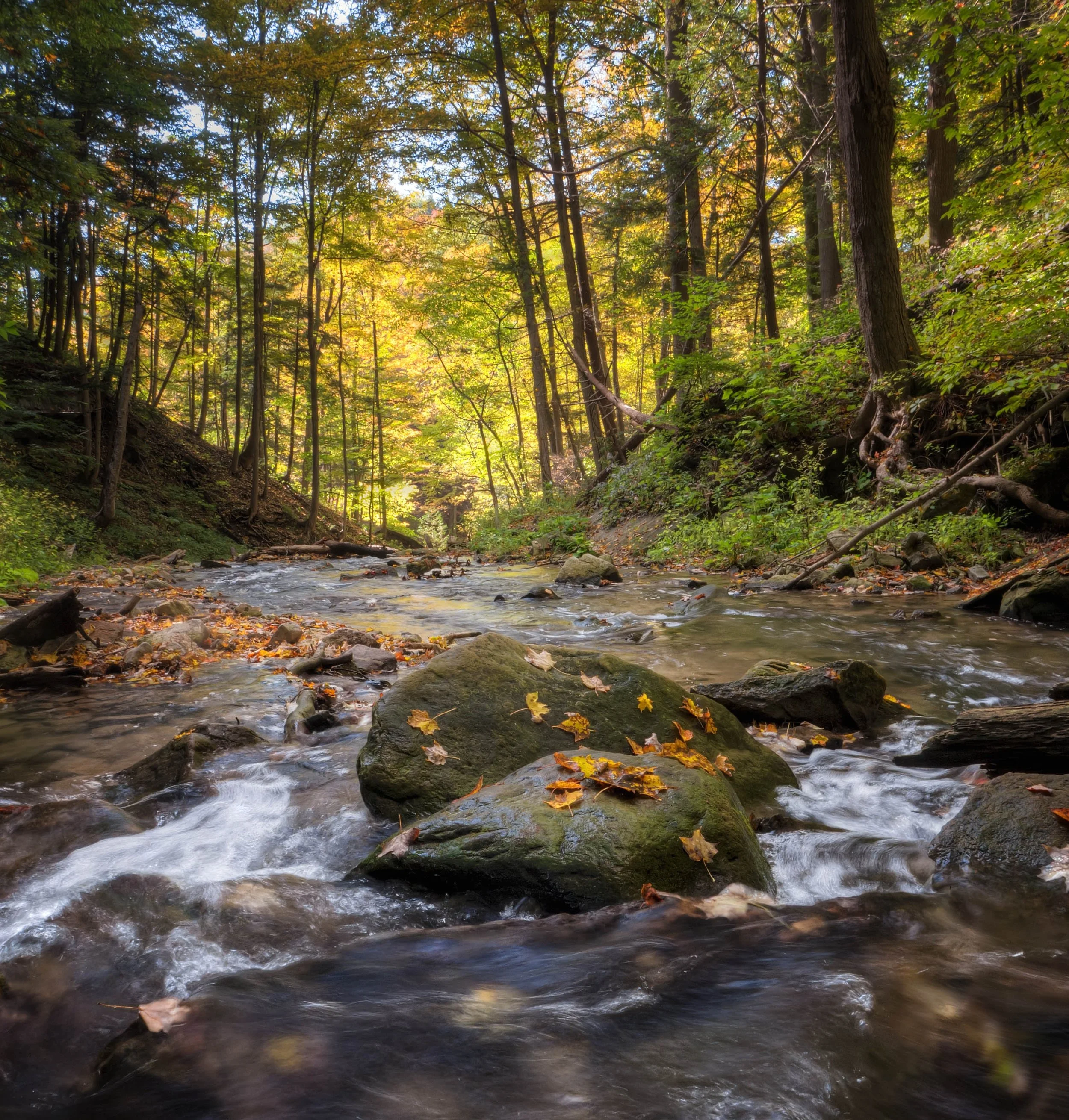 creek-landscape-nature-149609.jpg