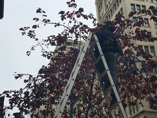 Cool breeze and ladders in the trees can only mean one thing. #nycholidays are not far away. &bull;
&bull;
&bull;
&bull;
&bull;
#nyclifestyle #nyclife #christmas #citywalk #christmaslights #nyc #winter #nycseason #holidayseason #nicenewyorker #nicene