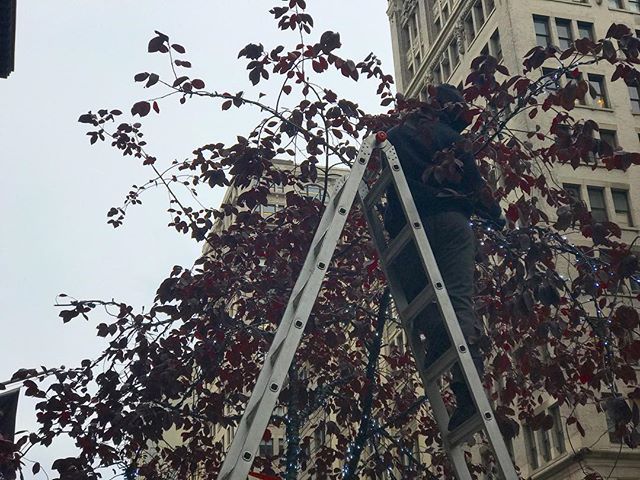 Cool breeze and ladders in the trees can only mean one thing. #nycholidays are not far away. •
•
•
•
•
#nyclifestyle #nyclife #christmas #citywalk #christmaslights #nyc #winter #nycseason #holidayseason #nicenewyorker #nicenewyorkers #newyorkcity #iloveny