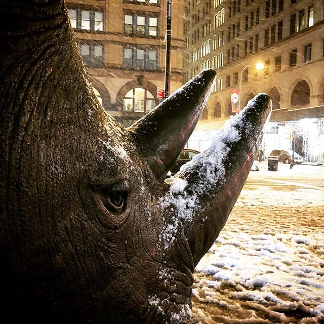 Goodbye Sudan, I am sorry our kind have done you wrong. #goodbyrhinos •
•
•
•
•
#astorplace #nyc #streetart #newyorkcity #snowynight