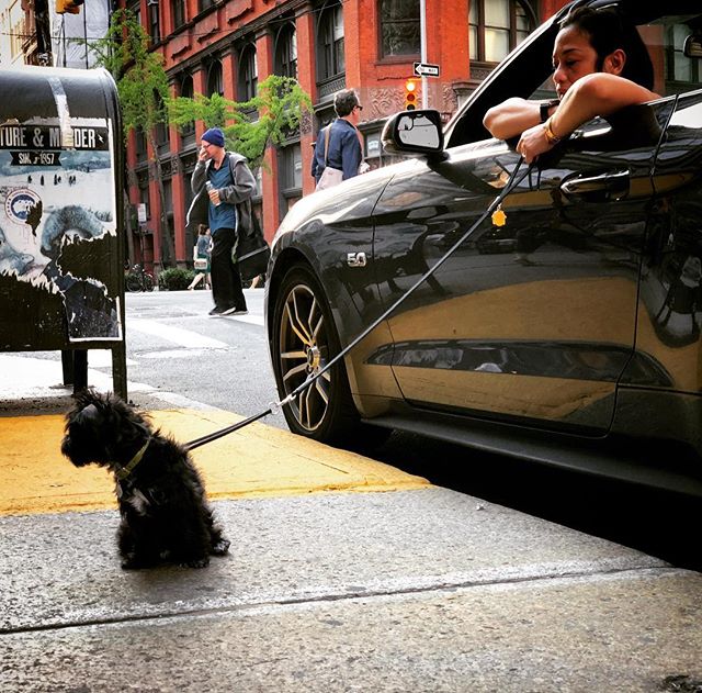 Curb that dog getting a walked by a 5.0 #nyc #maysummer #nycheat #nycsummer #manhattan #mustang #instadogs #dogs #yorkiesofinstagram #ilovenewyork