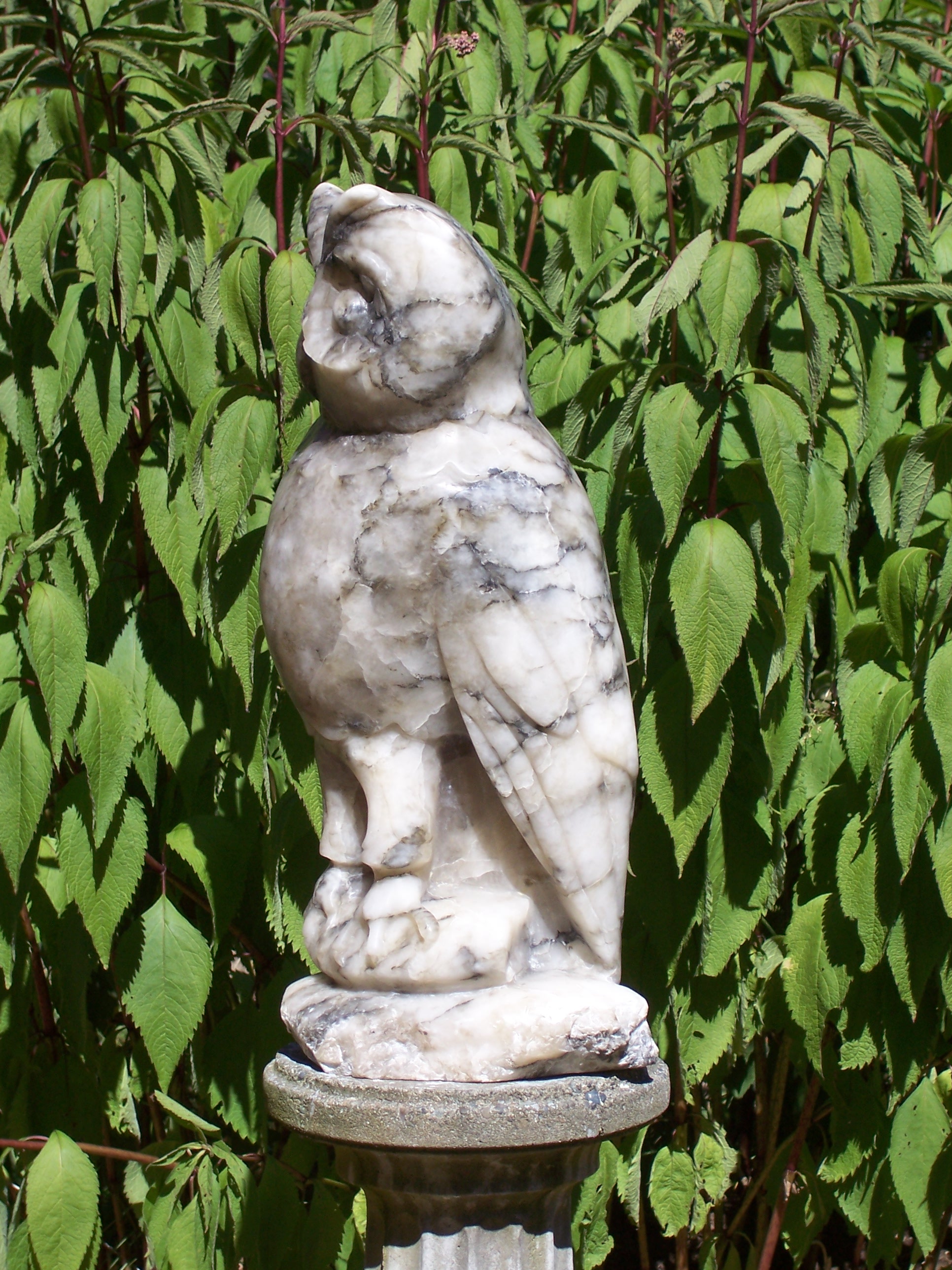 Grey Owl