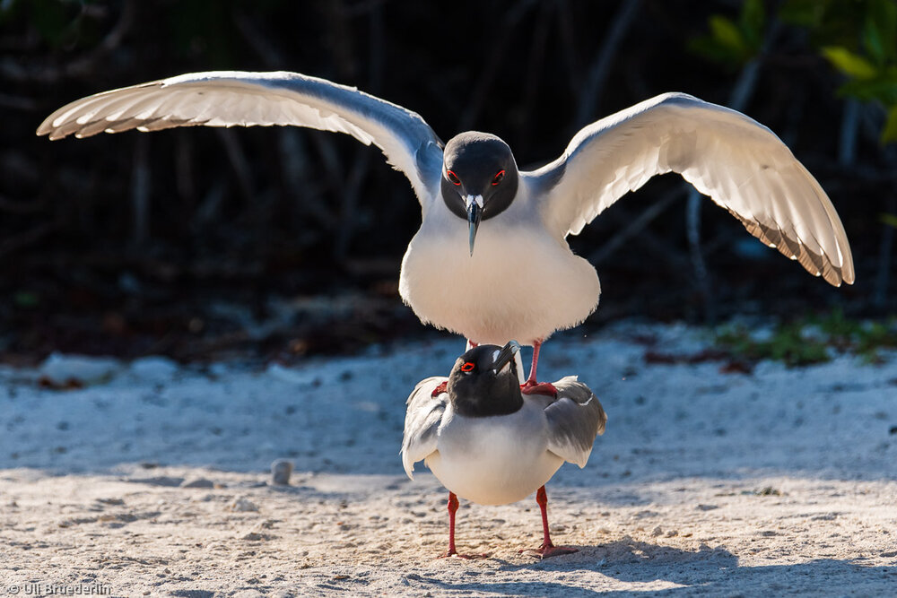 Birds love life