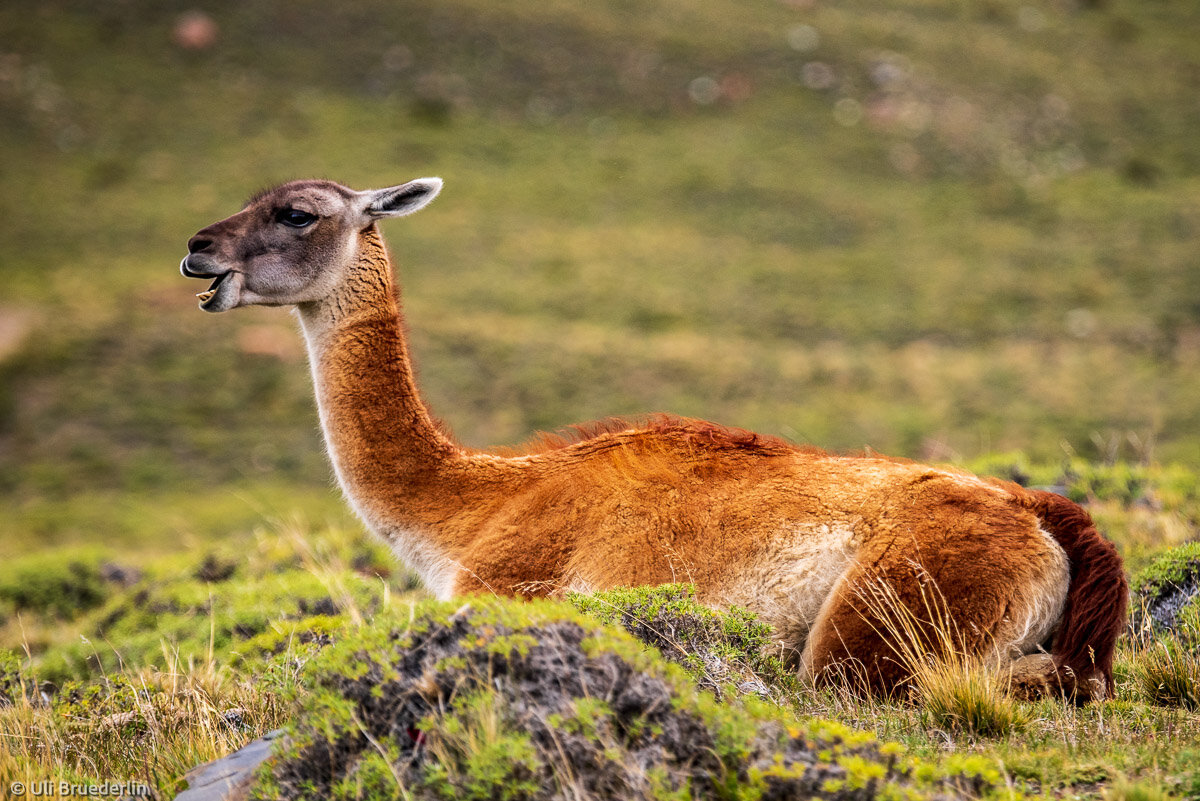 Südamerika/Patagonien