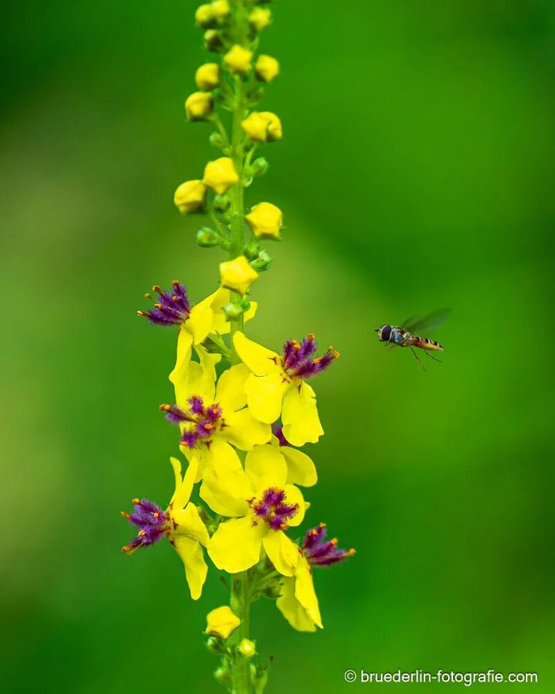 #finishnature #finland #kansallispuisto #virmailansaari #macrophotography #insect #greencolor #yellowflowers #nikon_z_8