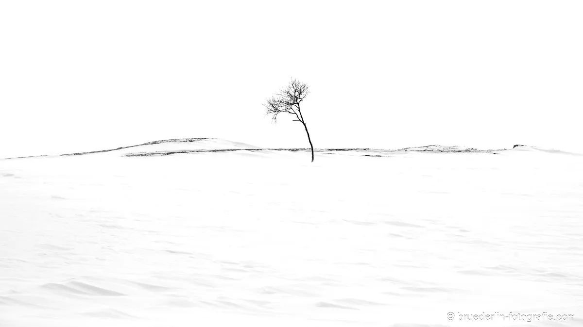 #norwaynature #lofoten #snowdrift #snowandice #snowstorms #landscape #tree_magic #minimalism #blackandwhite #silence