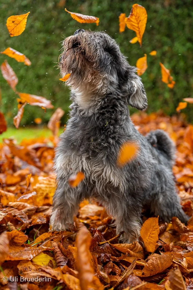 Deutschland (Benny)