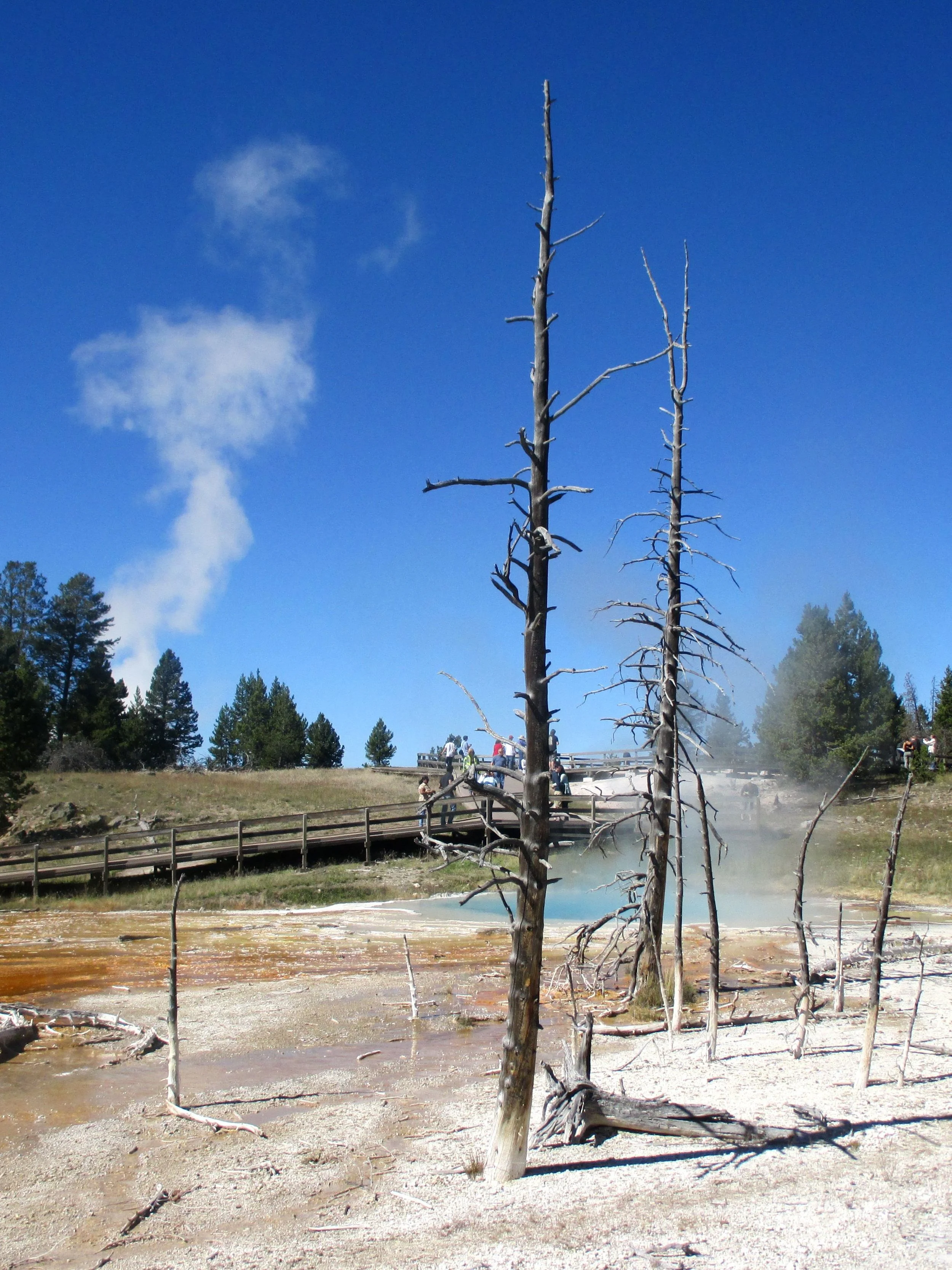 Geyser Basin, Yellowstone