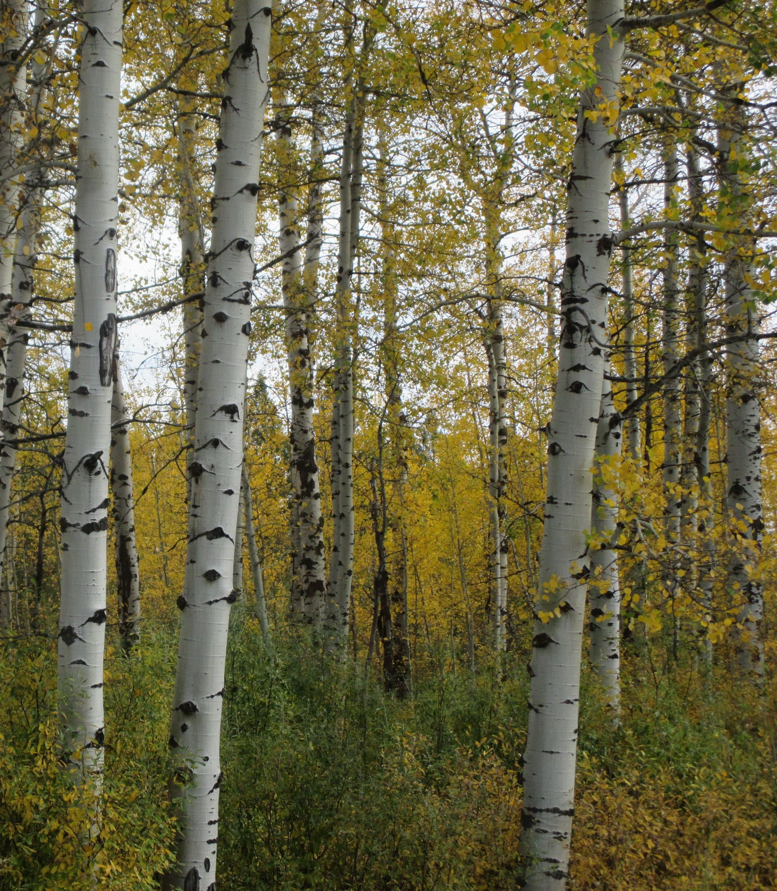 Yellowstone, Wyoming
