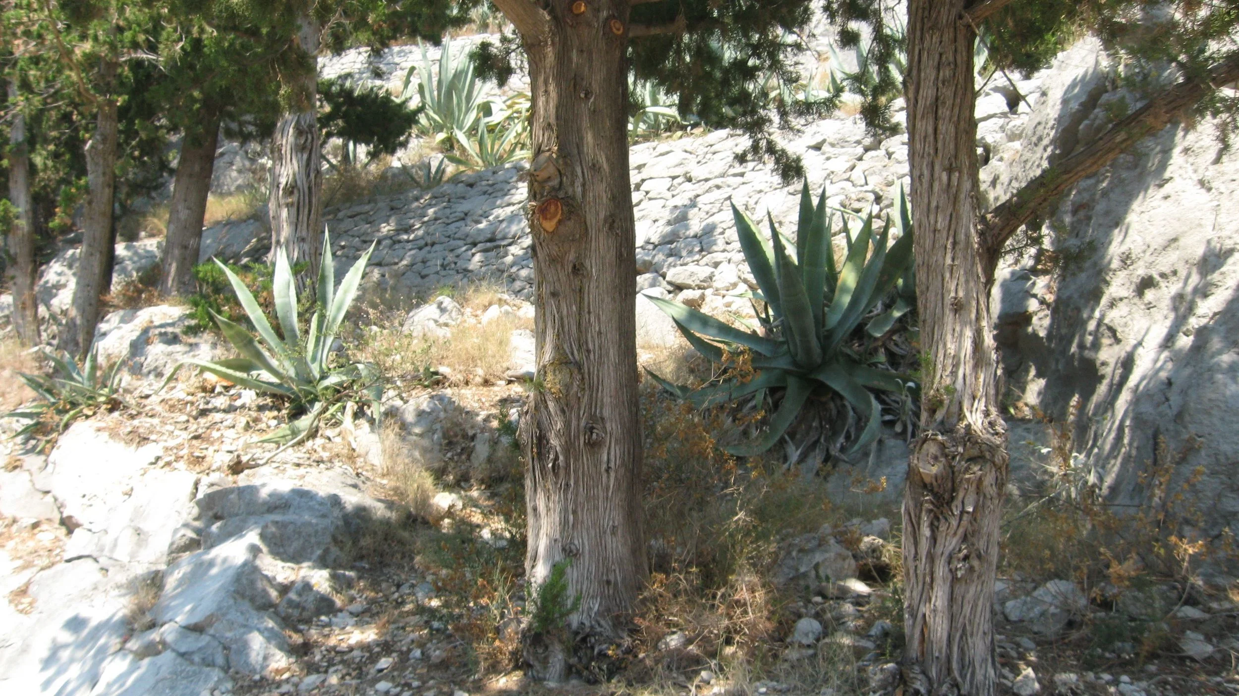 IMG_8829.jpg