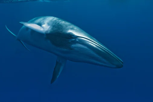 minke whale.jpg