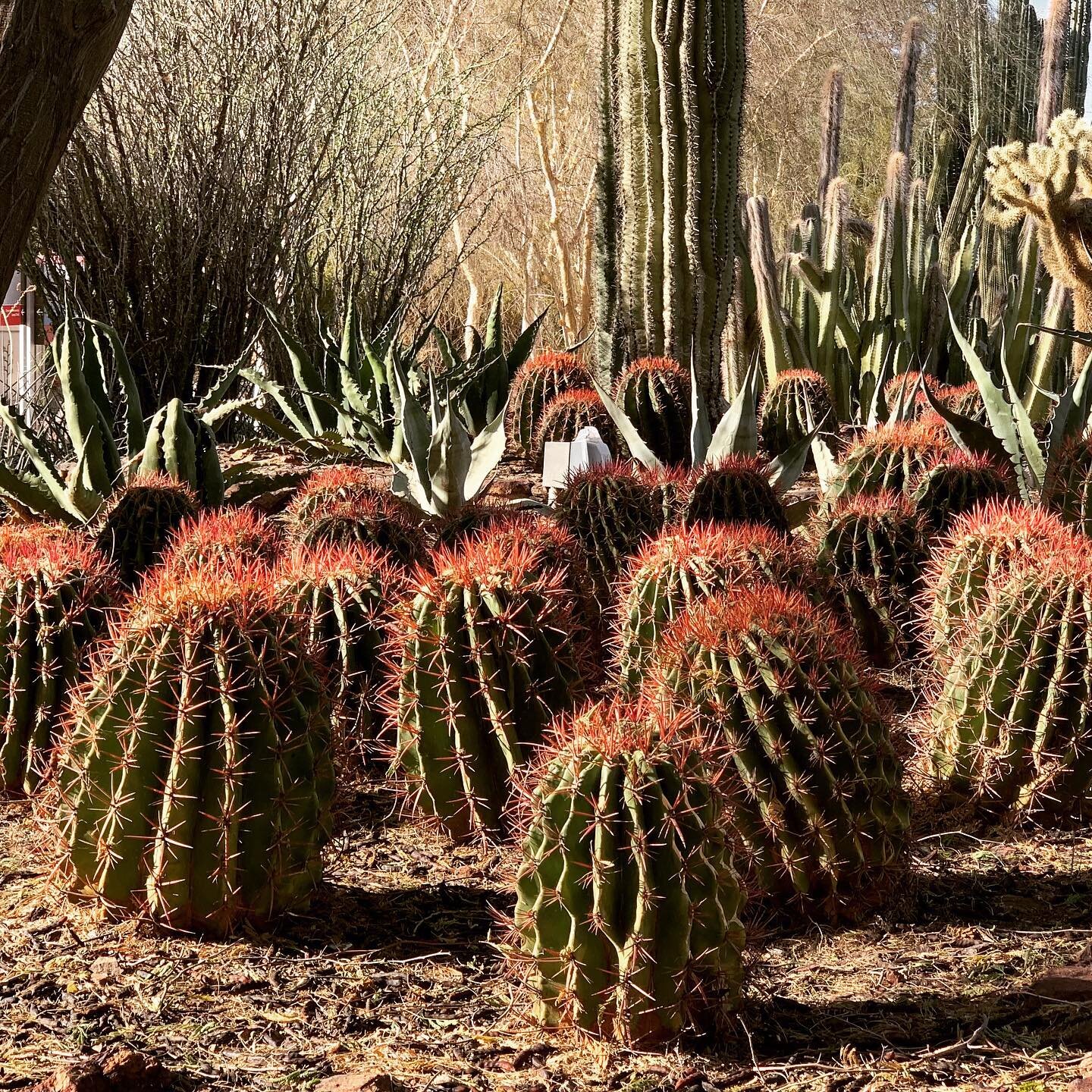 Desert Botanical Garden

#desertlife 
#cacti 
#ilovecacti 
#fabulousforms