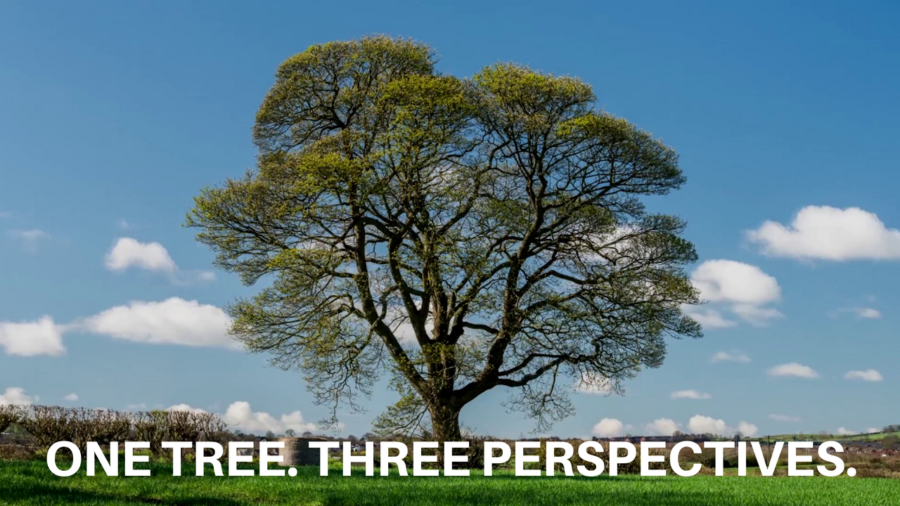 One Tree. Three Perspectives.