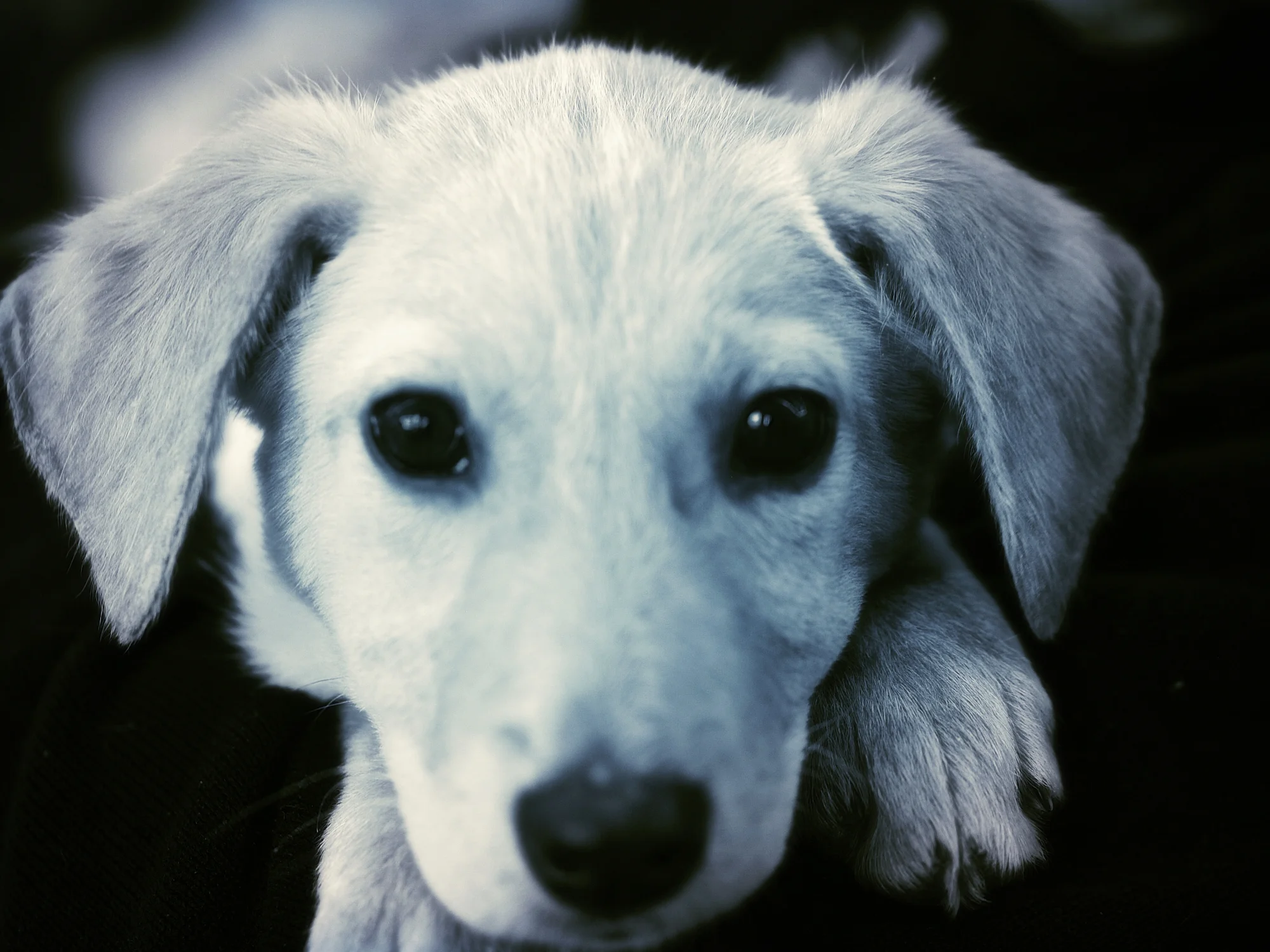 all dogs matter rescue