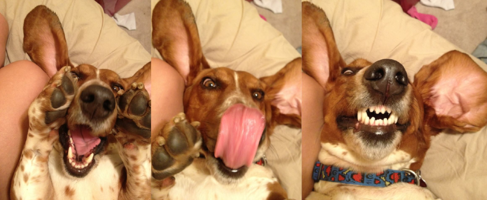 The many faces of our always entertaining friend, Copper!