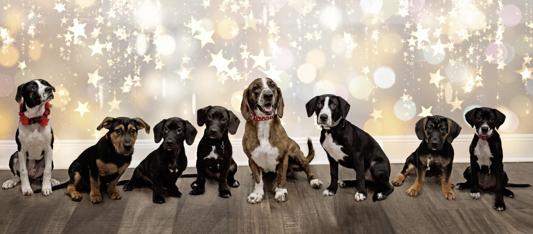 Real Dog Rescue, Inc.
