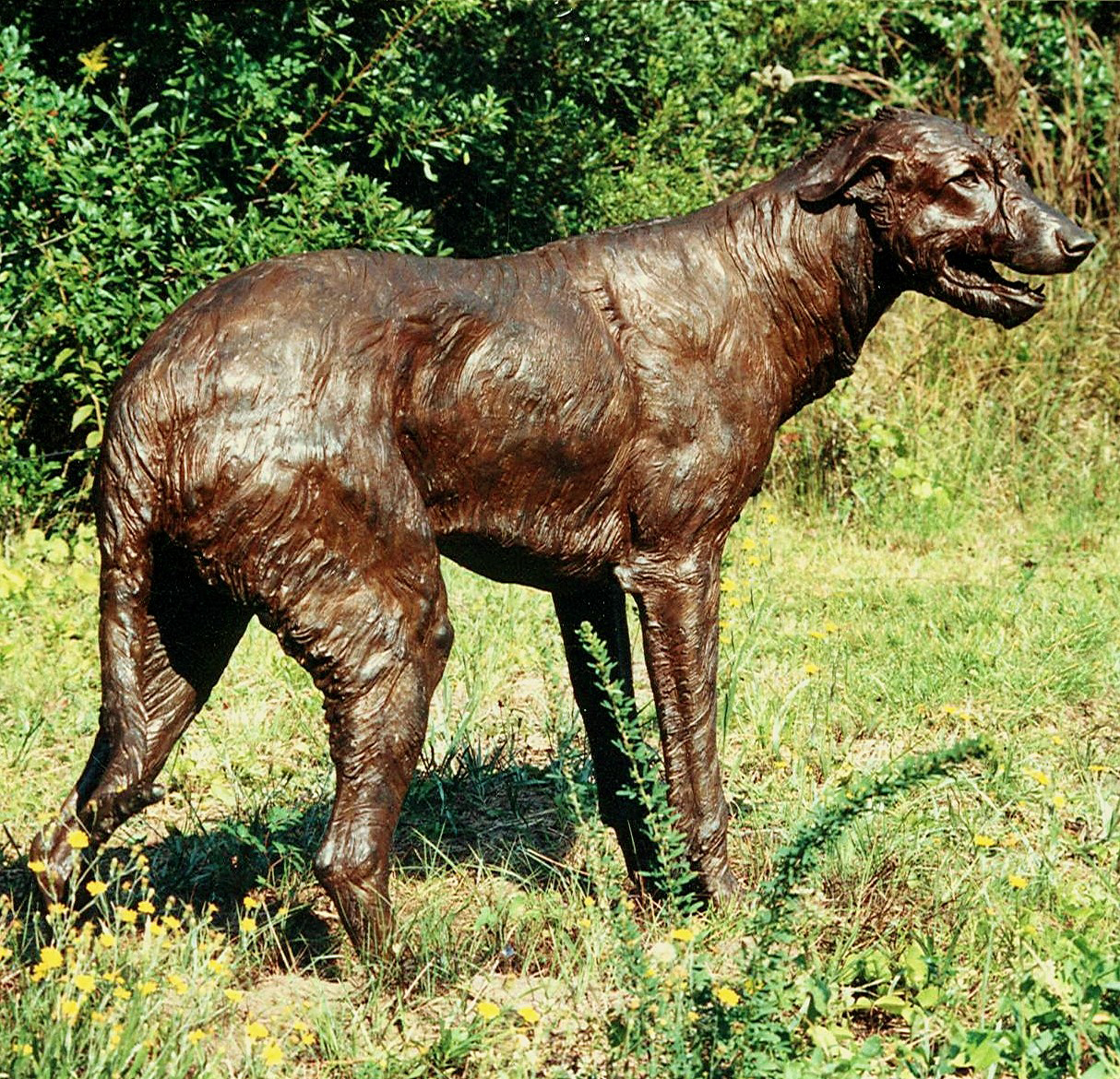 Irish Wolfhound, private collection